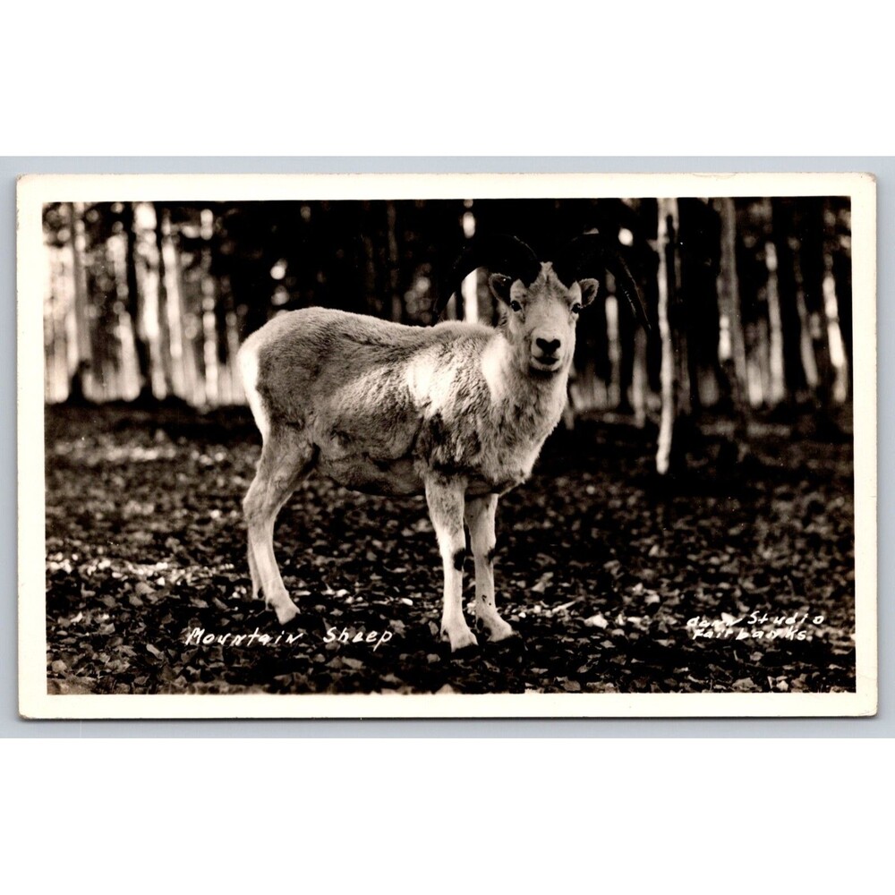 Vintage Alaska Mountain Sheep RPPC Cann Studio Fairbanks Real Photo Postcard